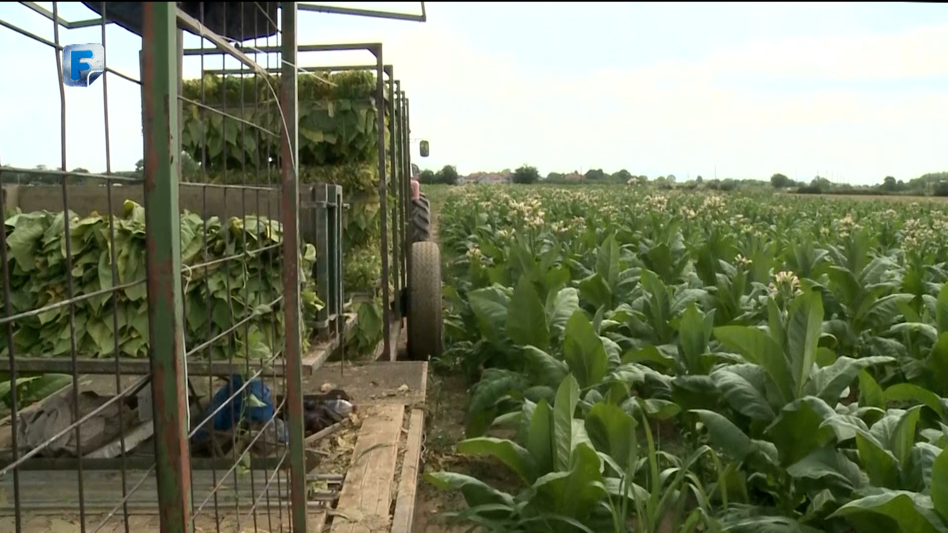 U Bijeljini je jedino preduzeće u BiH koje se bavi organizacijom proizvodnje i otkupom duhana